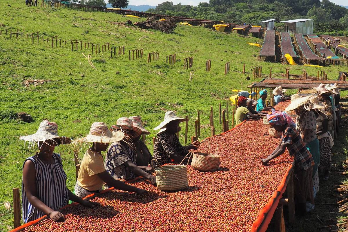 birthplace of coffee