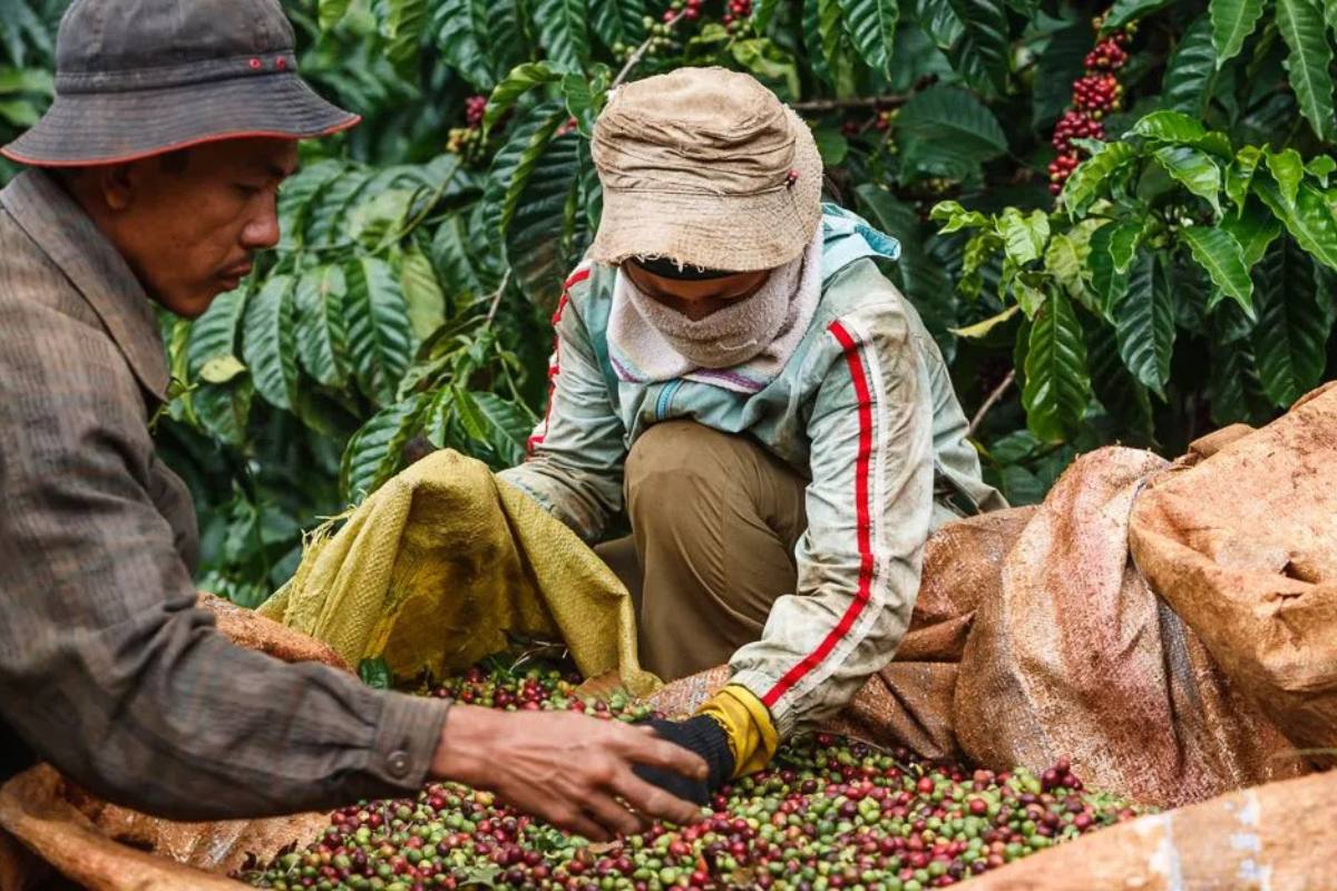 Coffee was introduced to Vietnam by French colonists in 1857, but it wasn’t until the 1930s that commercial plantations began to take hold, particularly in the Central Highlands