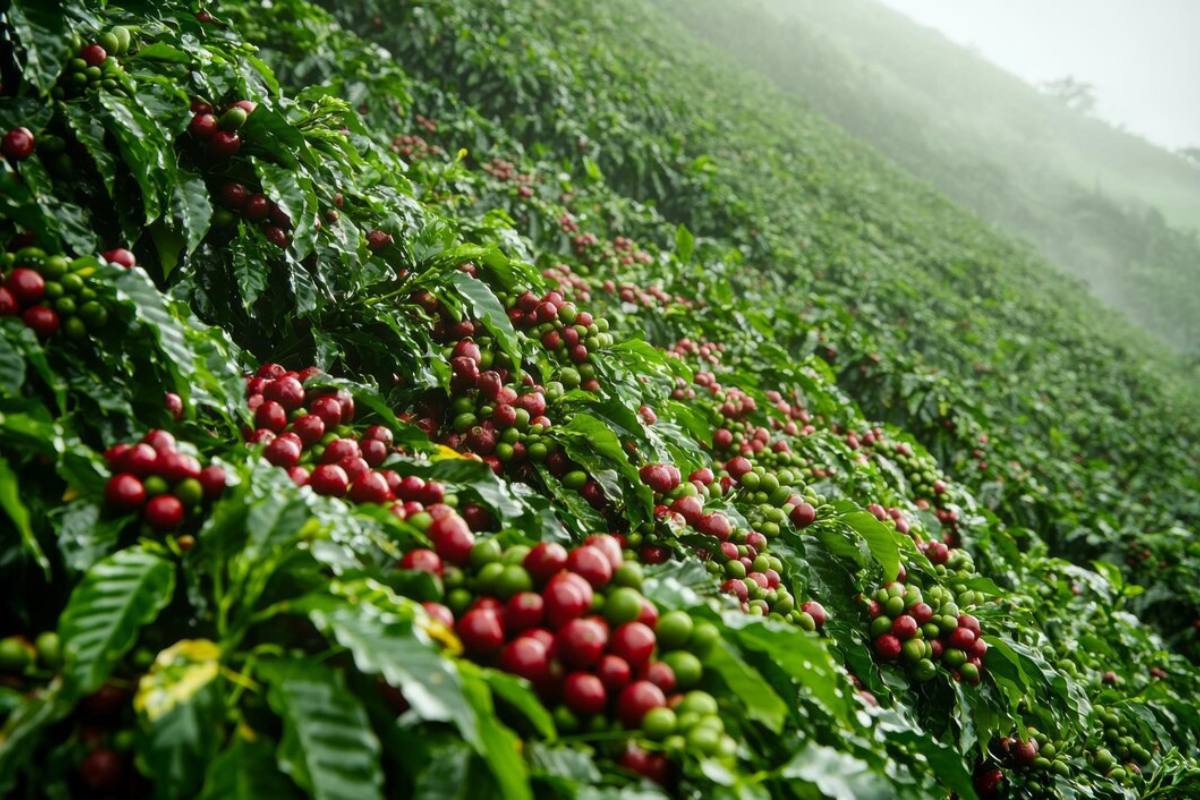 Altitude is one of the most significant factors influencing the flavor