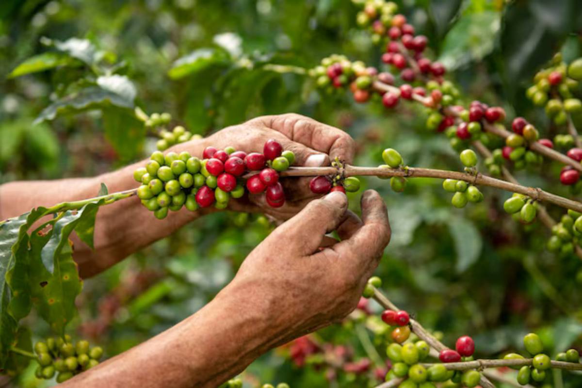 How coffee is harvested