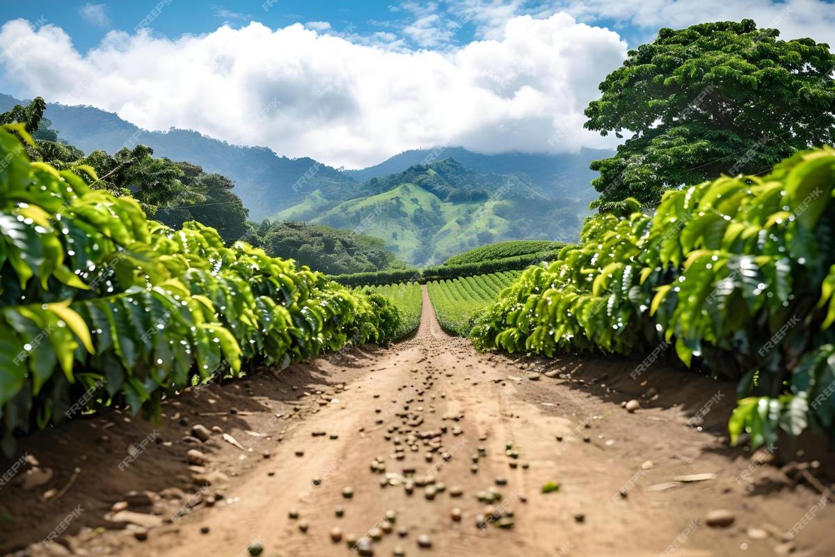 Two of the most crucial elements that shape coffee flavor are soil and climate