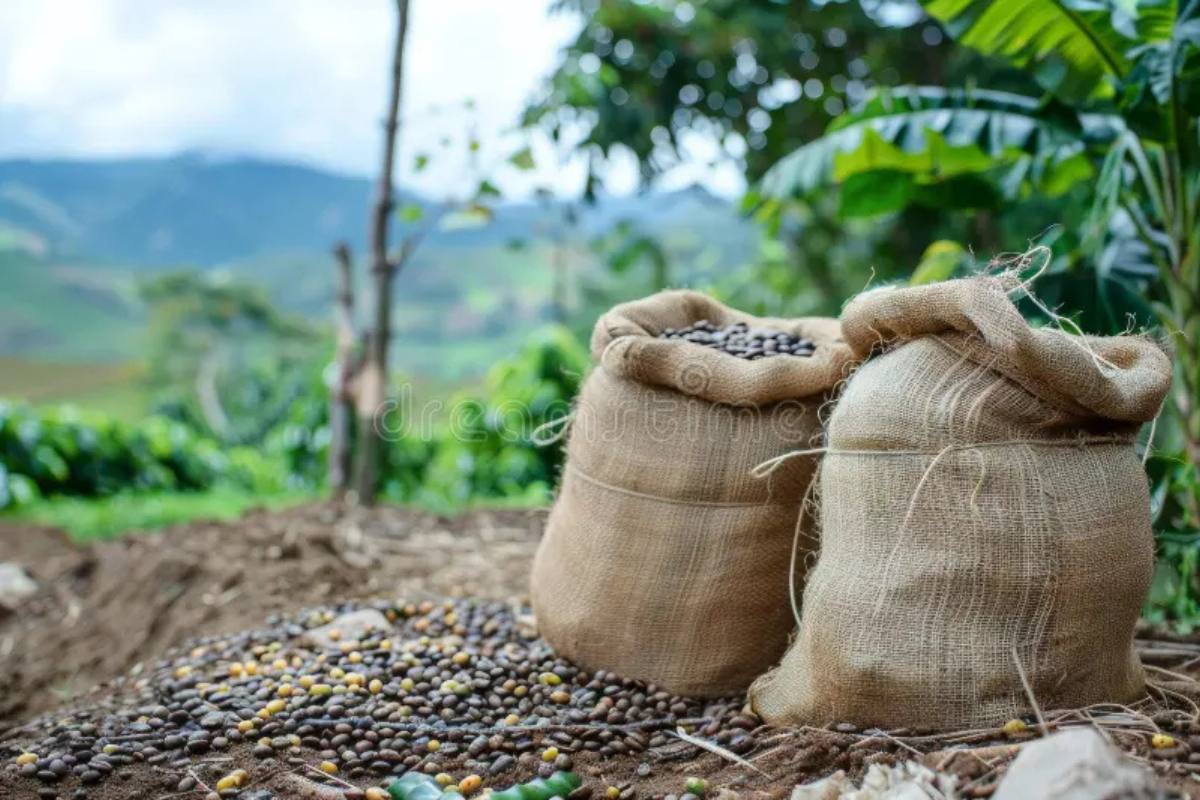 Single-Origin Coffee